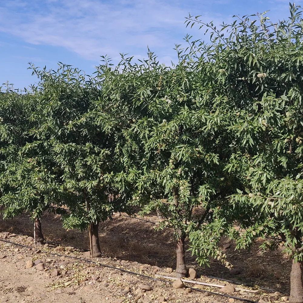 Almendro en espaldera