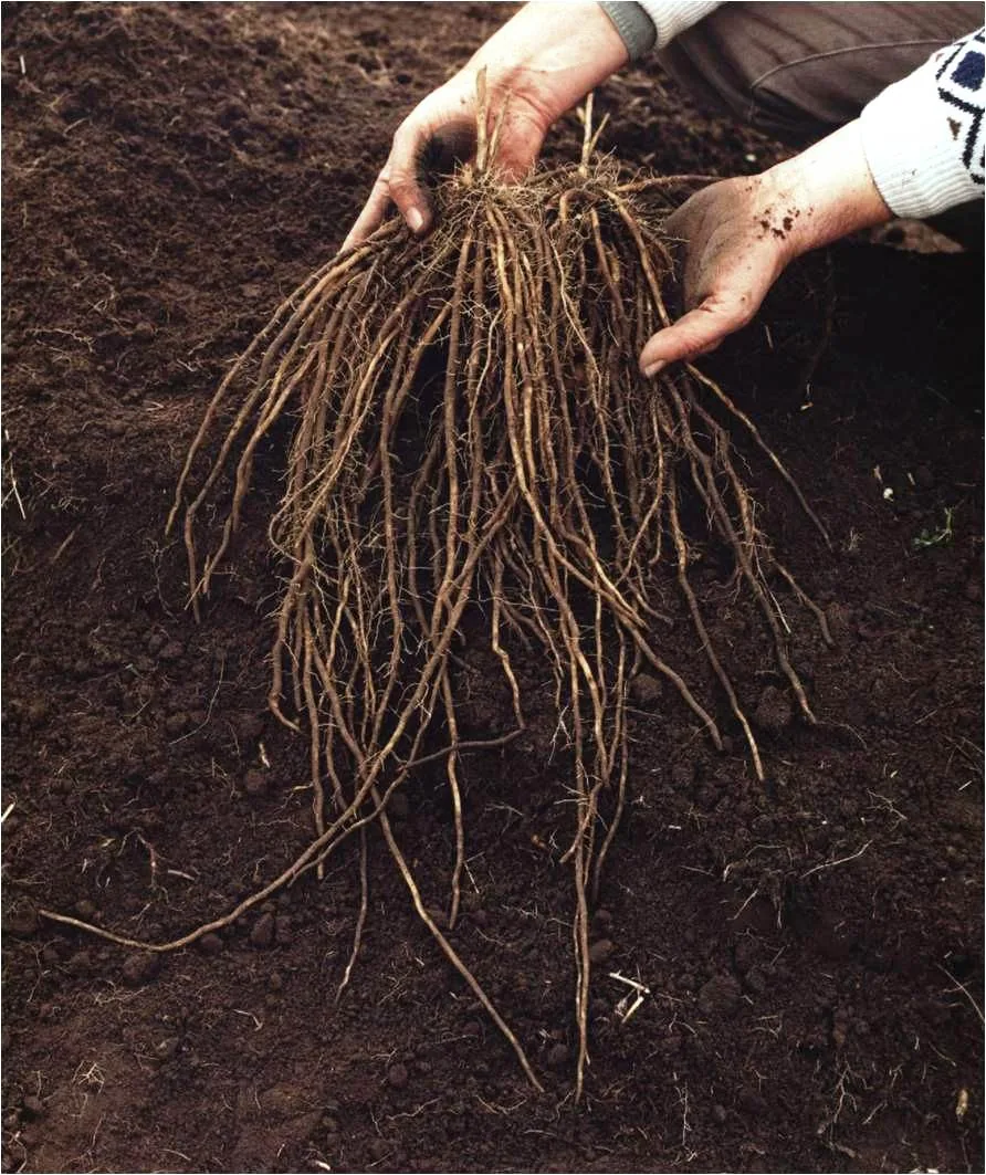 Garra de espárrago recién arrancada del vivero, con todas sus raíces