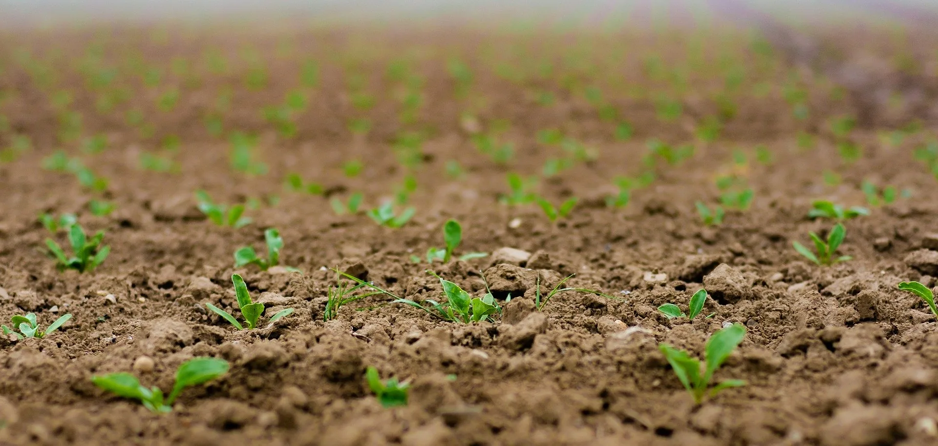 Plántulas recién nacidas en un campo