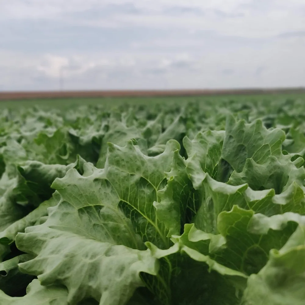 Lechuga y cuarta gama